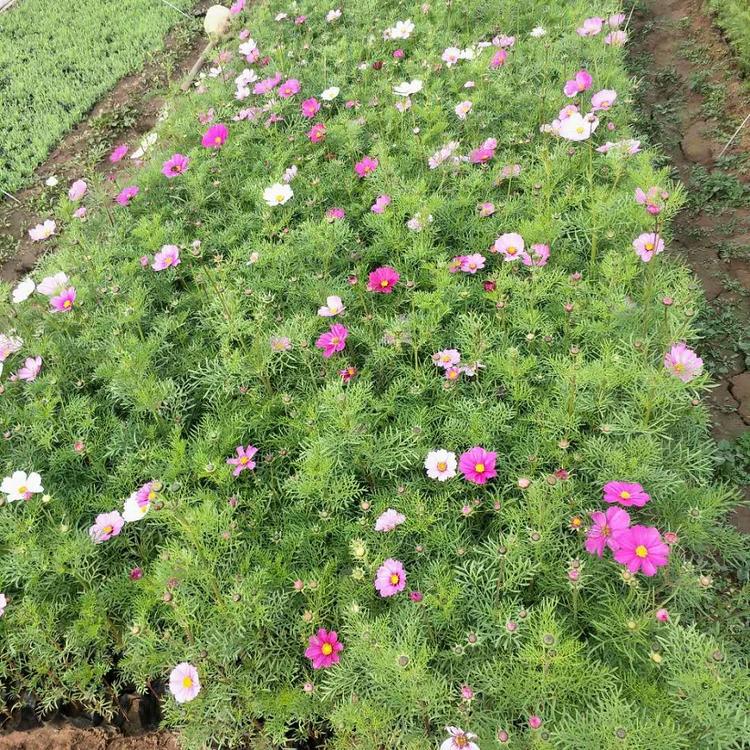 青州波斯菊苗 现货供应波斯菊苗基地