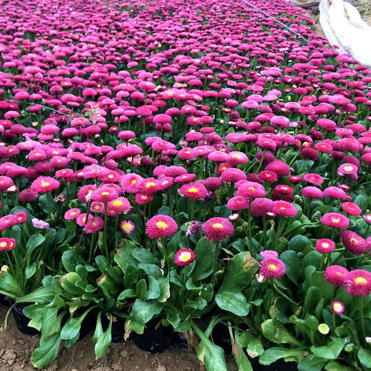 青州雏菊苗 欢迎致电 雏菊苗培育基地