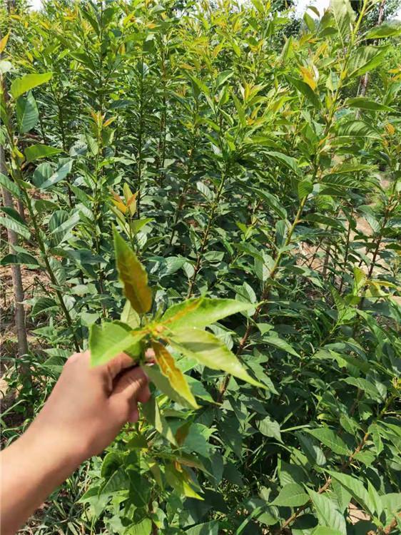早樱花树  临朐樱花树批发 樱花树批发价格
