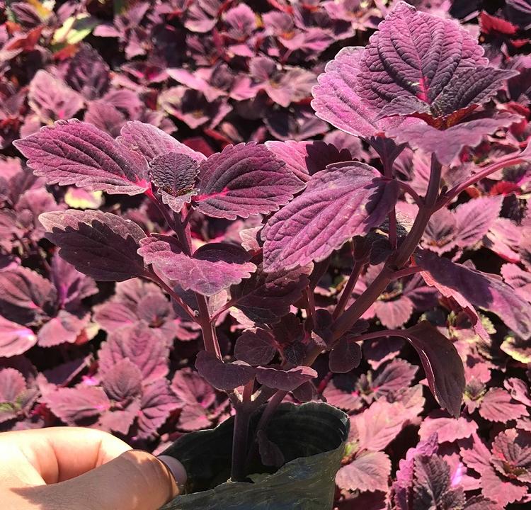 彩叶草价格 彩叶草报价 欢迎咨询 彩叶草苗基地