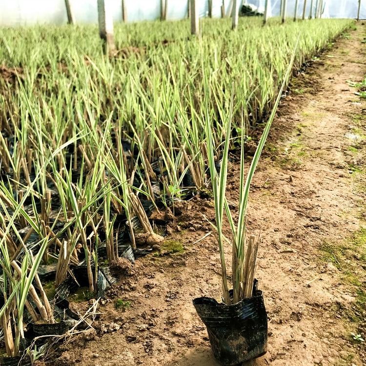 销售花叶芒价格 花叶芒基地 观赏草种植基地