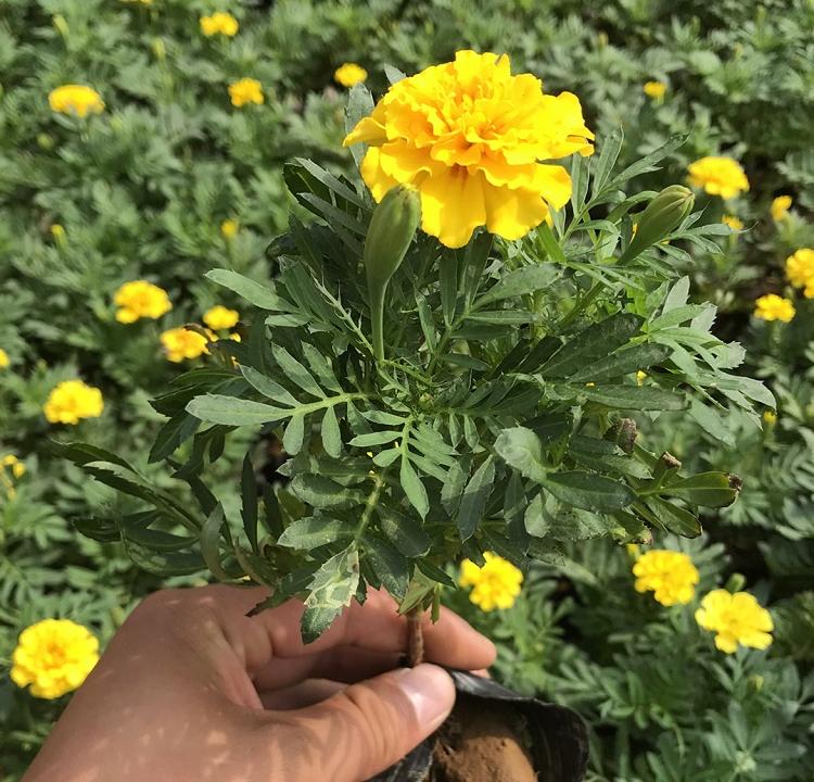 现货供应 孔雀草小苗 孔雀草培育基地 孔雀草小苗基地