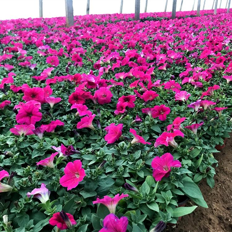 牵牛种植基地 矮牵牛基地 量大从优 牵牛价格