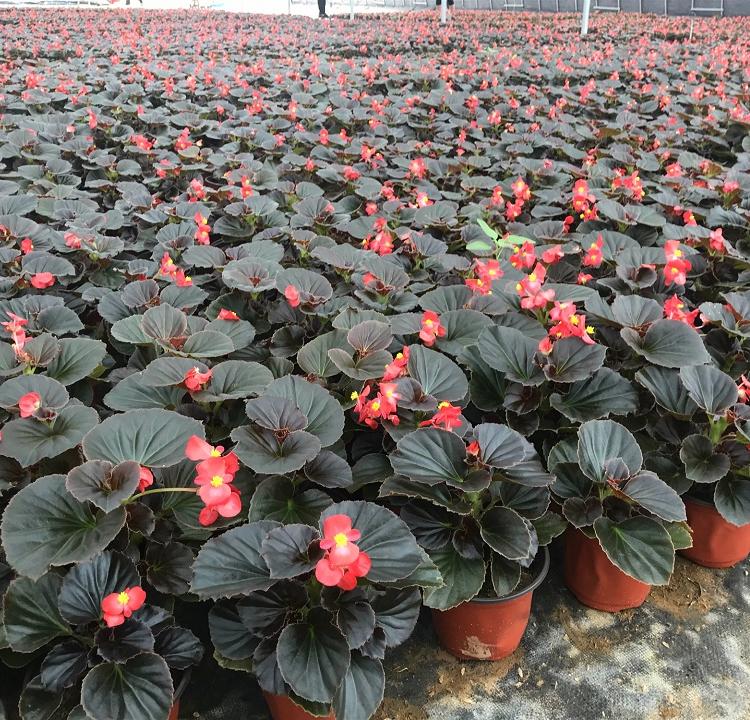 热销推荐 四季海棠种植基地 四季海棠培育基地 四季海棠价格