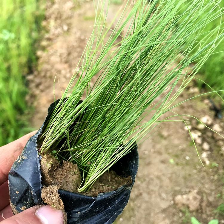 细茎针茅种植基地 细茎针茅价格 大量出售 细茎针茅