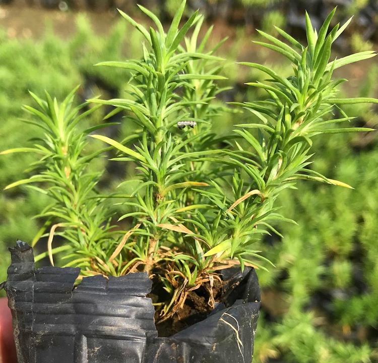 芝樱花海基地 山东芝樱 芝樱花海种植基地