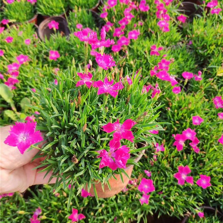 欧石竹 山东欧石竹批发价格 欧石竹种植销售