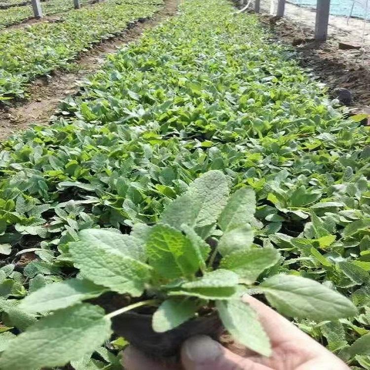 山东鼠尾草 现货供应 鼠尾草报价