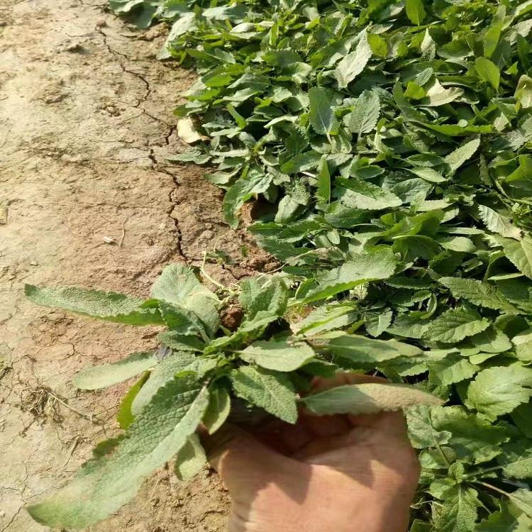 地被鼠尾草 鼠尾草报价 山东鼠尾草批发基地