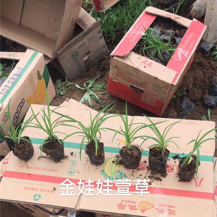 金娃娃萱草价格 金娃娃萱草小苗批发