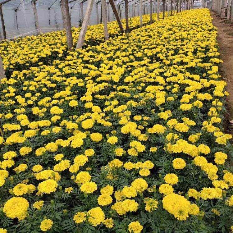 万寿菊货发全国    黄楼花卉万寿菊基地    万寿菊廉价