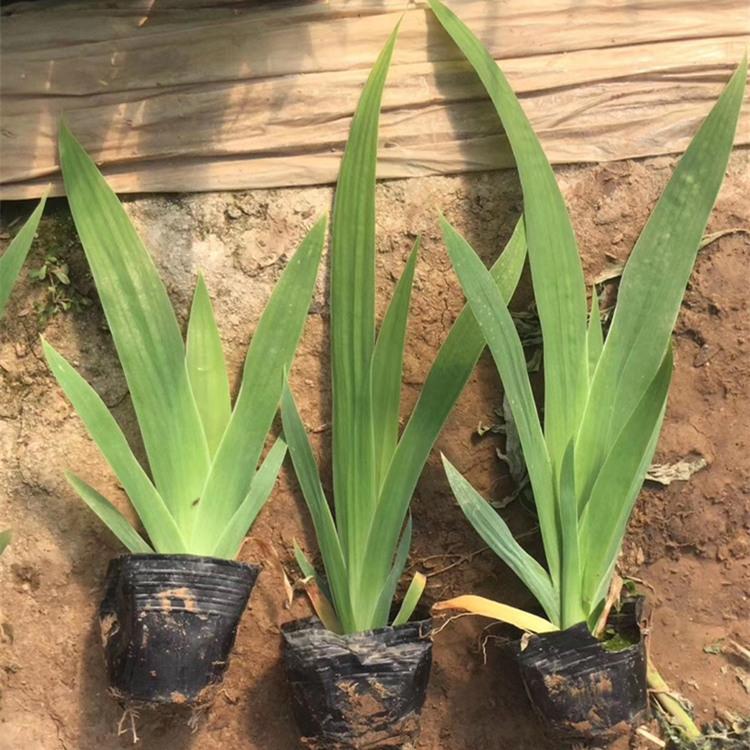 鸢尾小苗 鸢尾批发价格 水生鸢尾种植销售