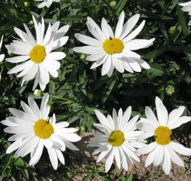 绿化大滨菊   大滨菊小苗  青州大滨菊基地  大滨菊报价