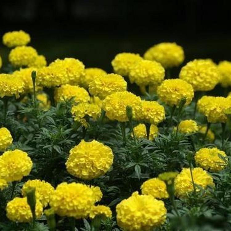 万寿菊培育基地_批发报价_山东万寿菊_泽润