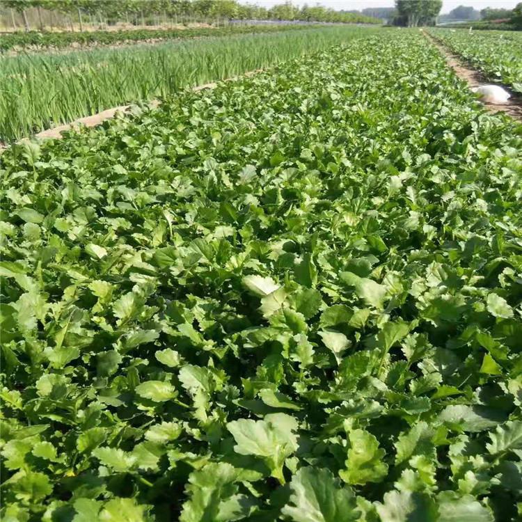 大量批发大滨菊杯苗