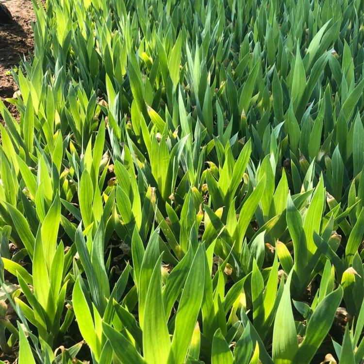 蓝花鸢尾青州种植基地 亨利花卉大量供应水生植物蓝花鸢尾