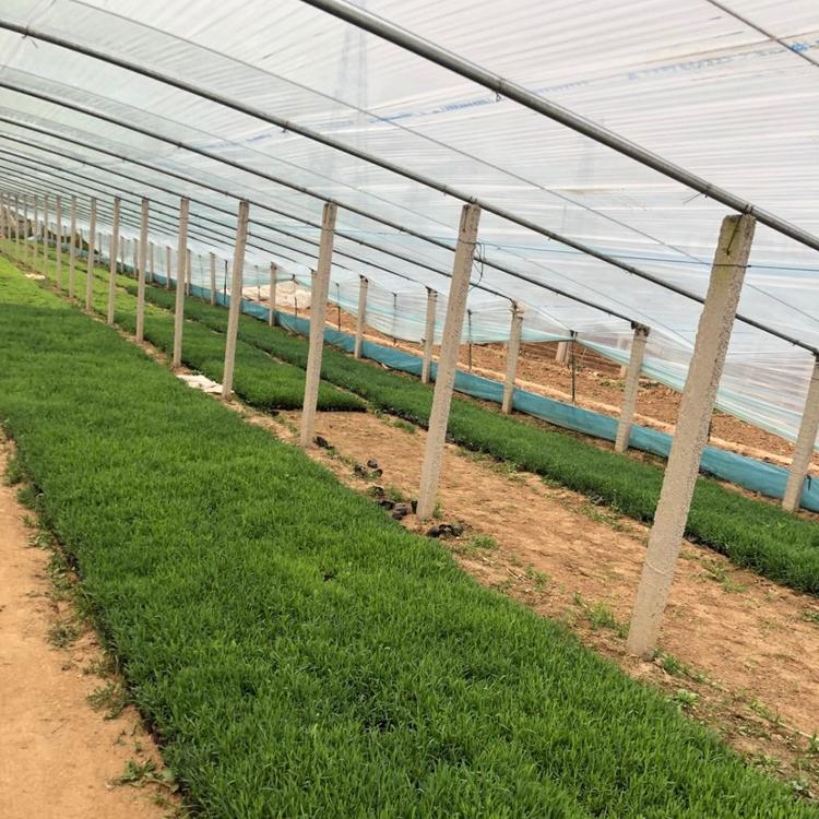 青州地被石竹种植基地 亨利花卉大量供应宿根花卉地被花卉地被石竹批发价格销售