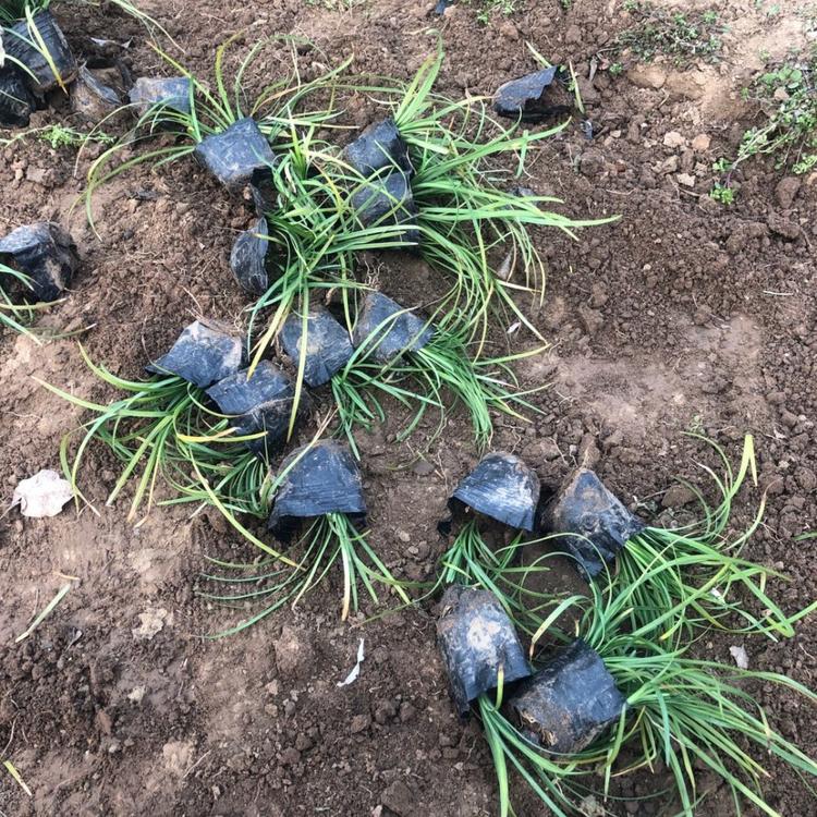 亨利花卉麦冬批发价格麦冬一手货源绿化用苗麦冬草种植基地
