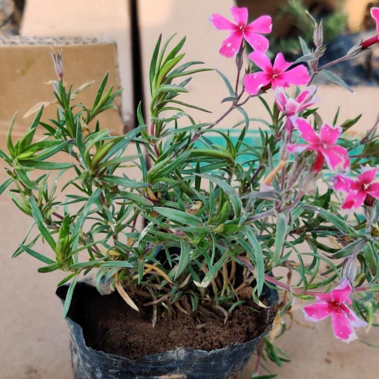 丛生福禄考 芝樱 基地 大量批发丛生福禄考芝樱 万亩花田基地直销