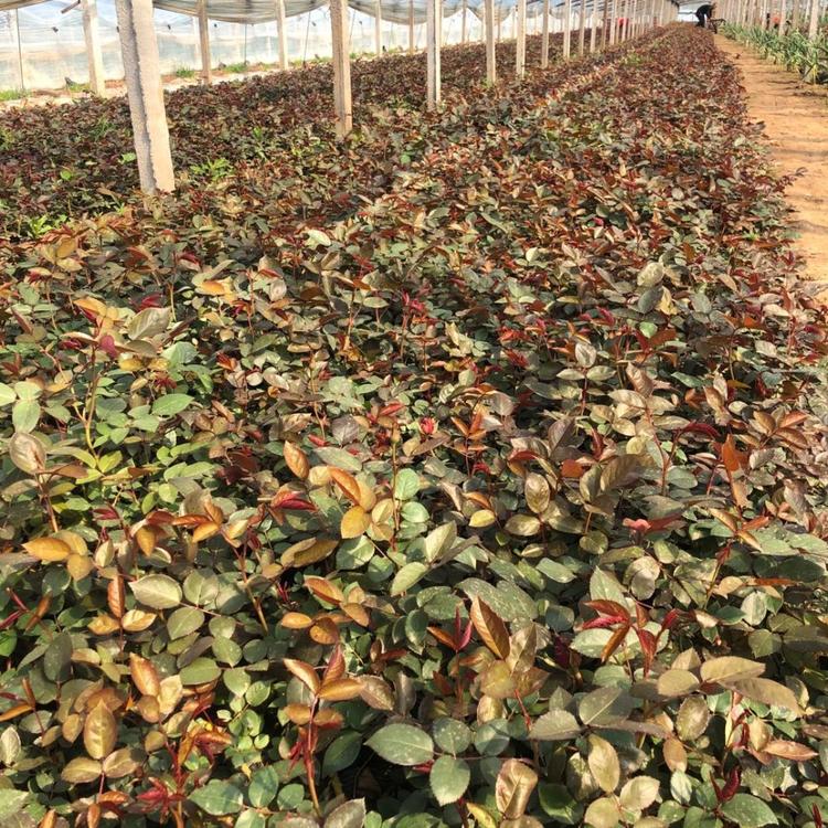 青州亨利花卉大花月季品种齐全价格优惠大花月季哪家好