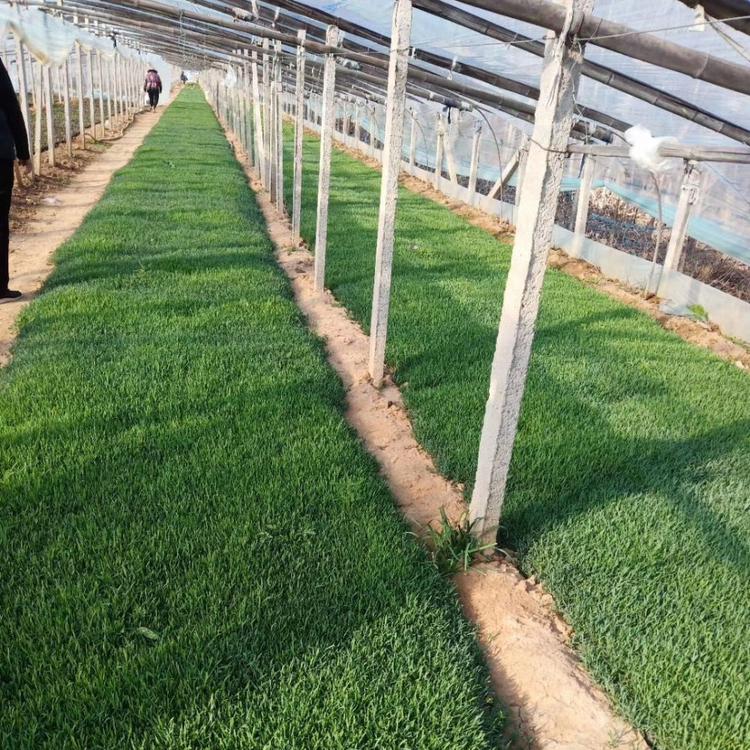 地被石竹哪里卖青州地被石竹种植基地 亨利花卉大量供应宿根花卉地被花卉地被石竹批发价格销售