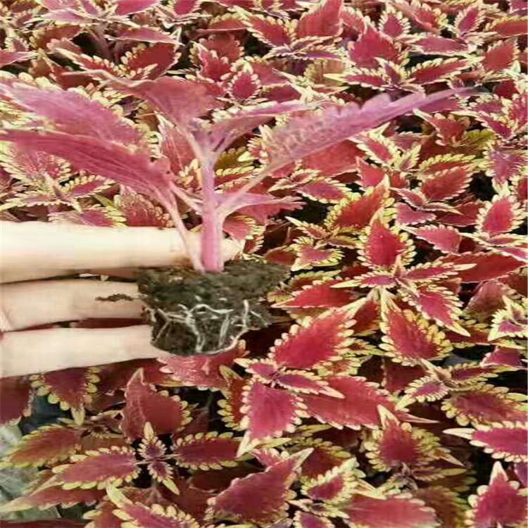 大量供应彩叶子穴盘苗   彩叶价格
