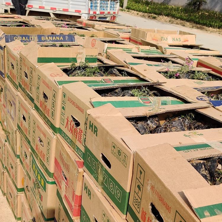 丛生福禄考 芝樱 价格 万亩花田基地直销 丛生福禄考 芝樱 产地直销