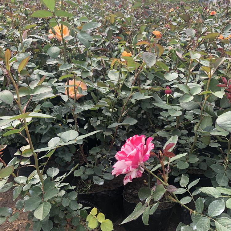 大量供应大花月季_大花月季基地_大花月季价格优惠