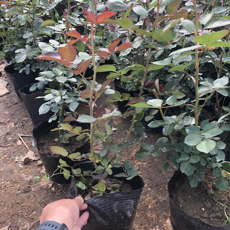 大量供应红帽月季_红帽月季什么价_红帽月季一手货源