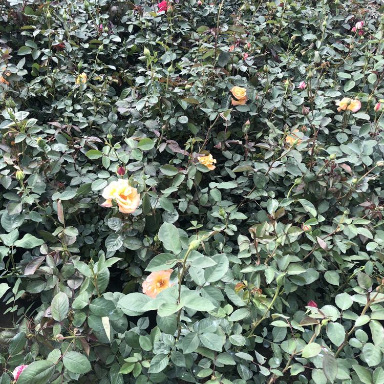 新叶花卉大花月季_大花月季价格_大花月季价格优惠