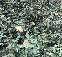 青州红帽月季_红帽月季基地_红帽月季价格优惠
