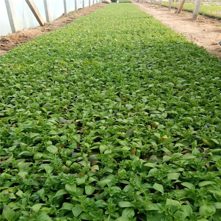 垂吊牵牛小苗价格   垂吊牵牛供应商