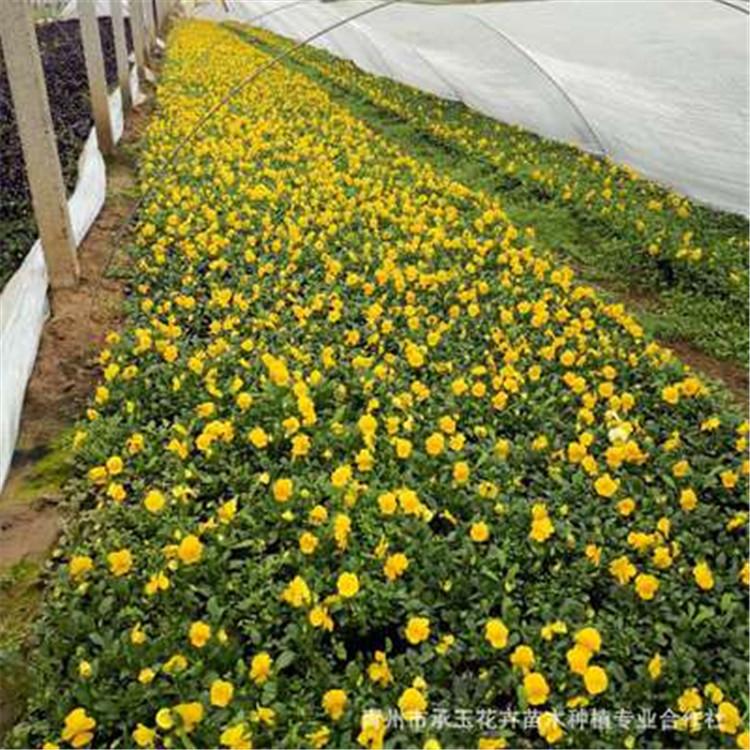 三色堇 花色漂亮 三色堇小苗 三色堇批发