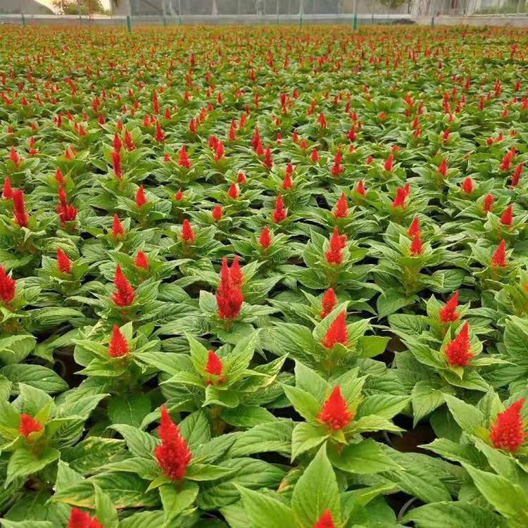 鸡冠花杯苗 山东宿根地被植物培育基地 价格实惠 鸡冠花供应