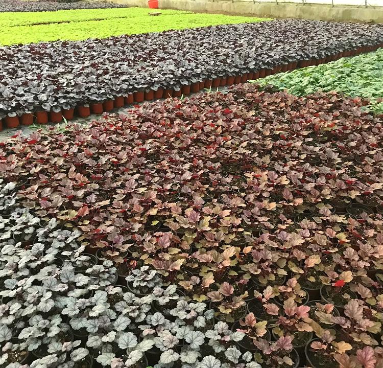 多色矾根基地 欢迎致电 潍坊多色矾根