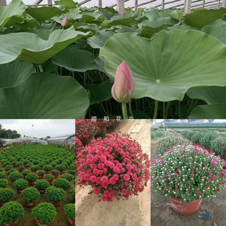 观赏草花苗 青州草花种植基地 不限量发货 宿根草花种植基地