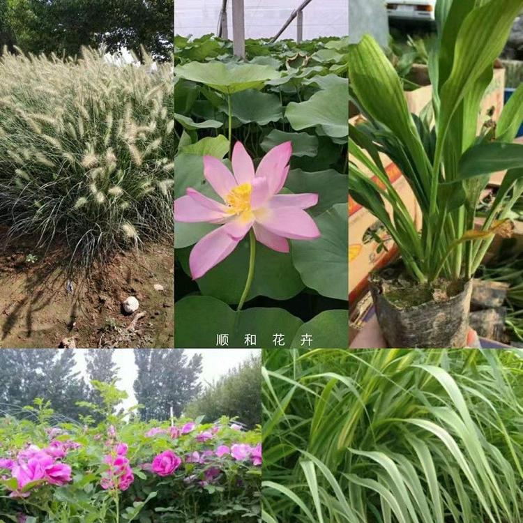 青州宿根草花批发 草花基地 我苗圃批发 草花杯苗