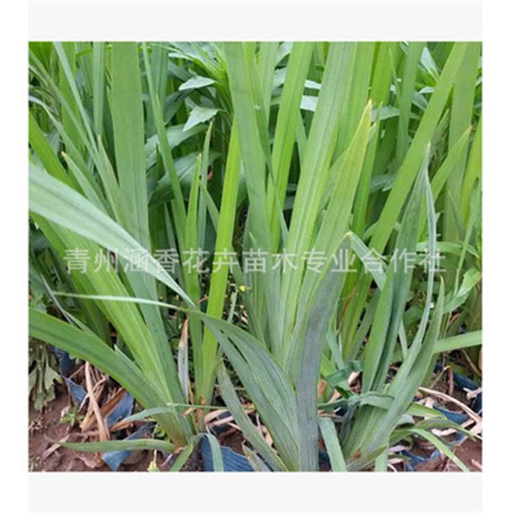 山东水生植物基地 基地供应 鸢尾杯苗 鸢尾价格