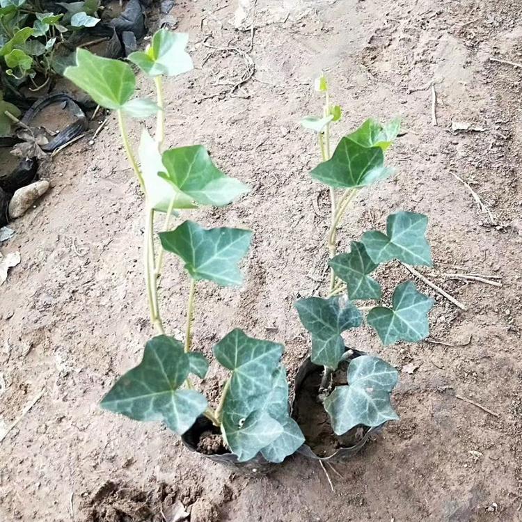 多年生宿根花卉 常春藤价格 基地种植 常春藤小皮碗