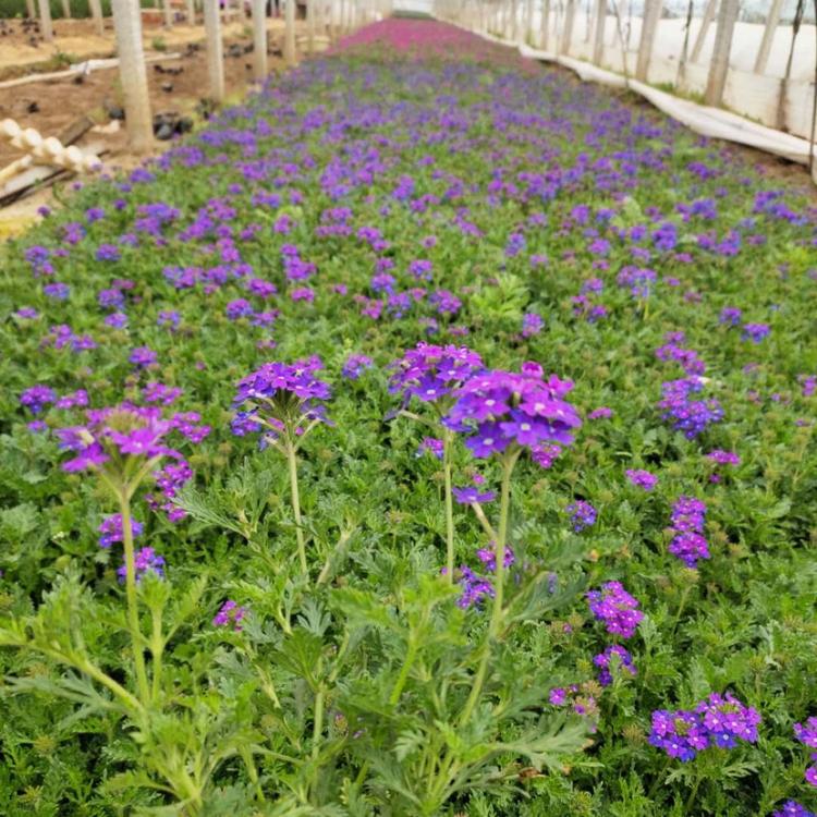 美女樱 青州草花价格 蓝花美女樱批发 绿篱专用