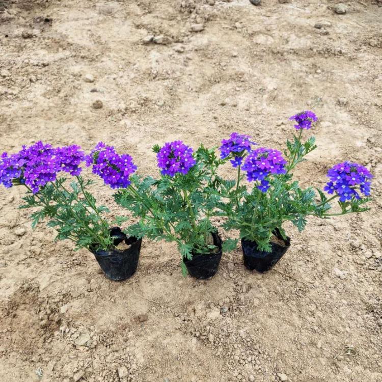 美女樱 青州草花基地 蓝花美女樱批发 基地种植