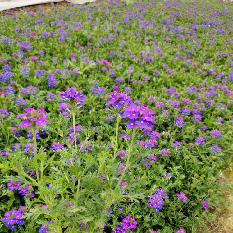 蓝花美女樱价格 青州草花价格 工地用