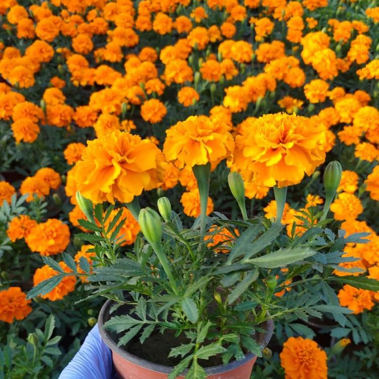 孔雀草种植 大量批发孔雀草花海 青州孔雀草花海