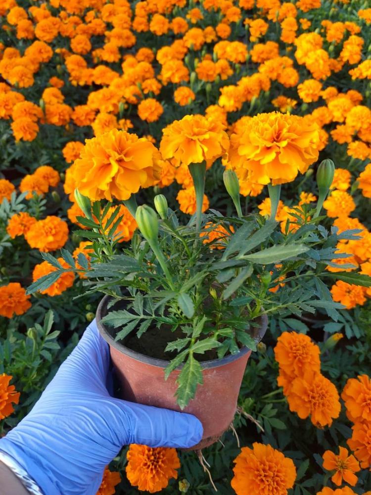 孔雀草基地 青州孔雀草花海 大量批发孔雀草花海