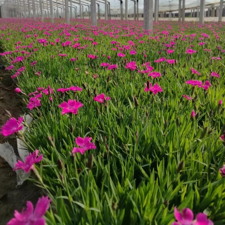 万亩花田基地批发欧石竹 欧石竹大量供应