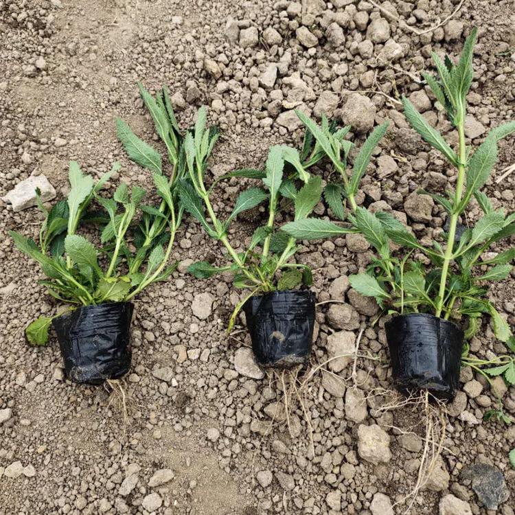 马鞭草批发 青州马鞭草小苗 基地直售马鞭草小苗