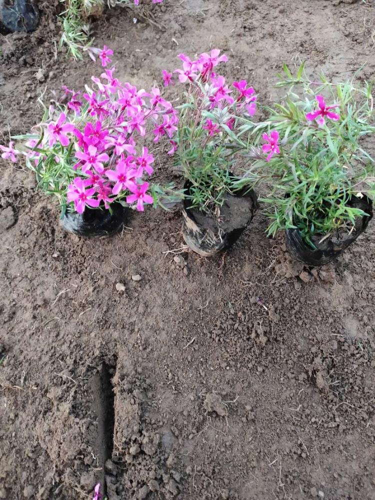 基地供应 青州玫红福禄考杯苗 福禄考苗种植基地