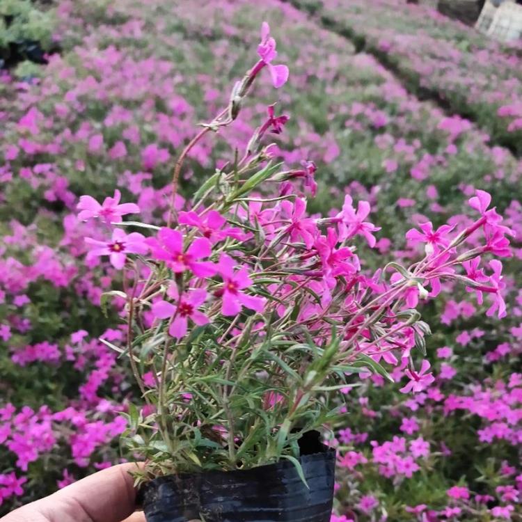 福禄考花海 基地供应福禄考花海 青州福禄考苗种植基地