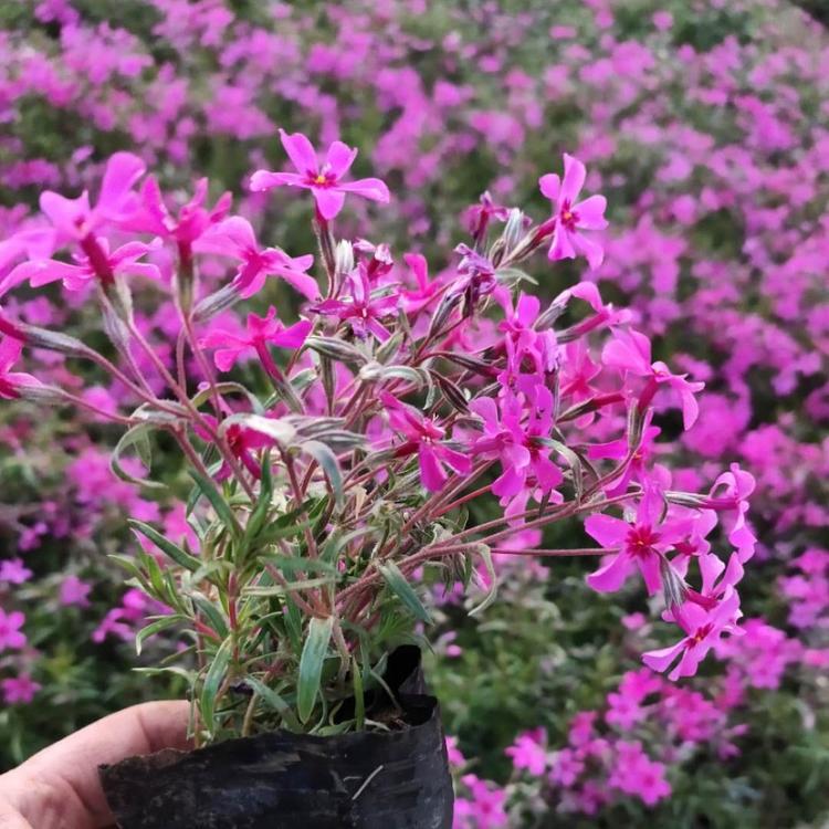 花海工程苗福禄考 玫红福禄考价格 苗圃批发