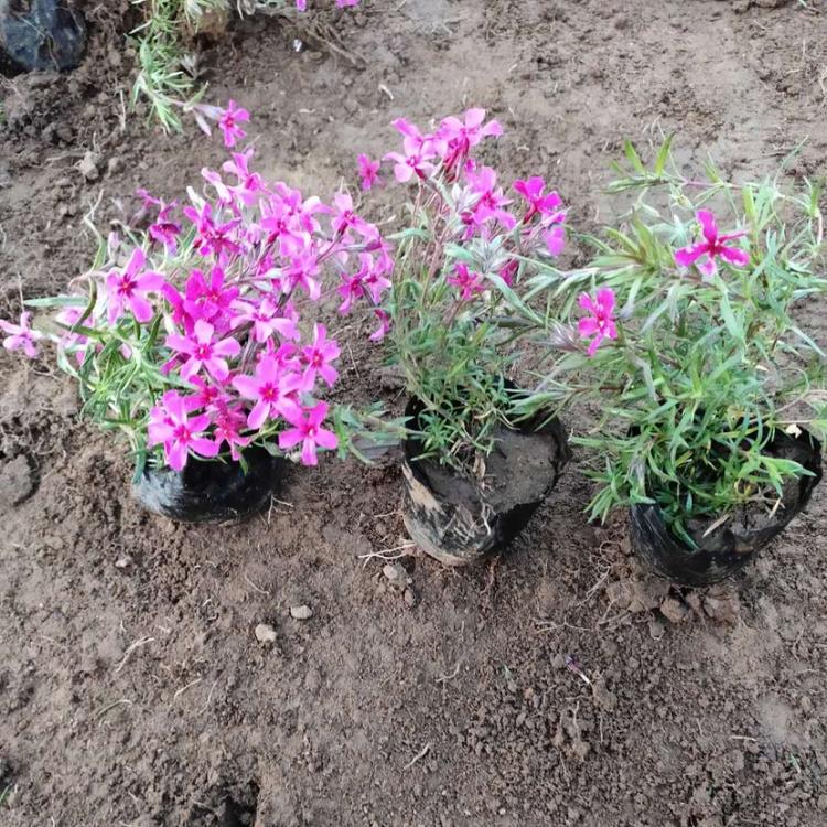 福禄考花海 基地供应福禄考花海 青州福禄考批发
